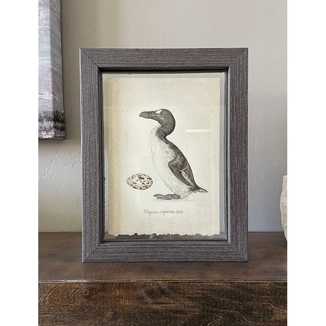 アンティーク　プリント　フレーム　GREAT  AUK アンティーク プリント フレーム GREAT AUK Great Auk Antique